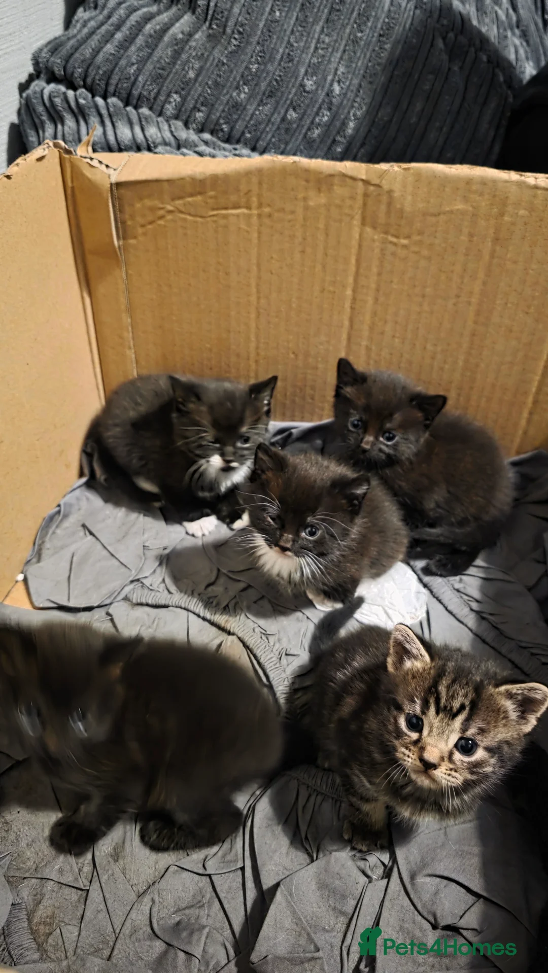 Domestic Shorthair cats for sale: Kittens for sale  - Advert 15
