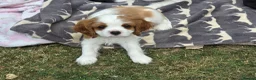 Cavalier King Charles Spaniel dogs for sale: MRI scanned pareents fully health tested  - Advert 6