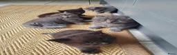 Mixed Breed cats for sale: Half Pedigree kittens - Advert 13