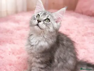 Maine Coon cats Registered Maine coon kittens - Advert 13