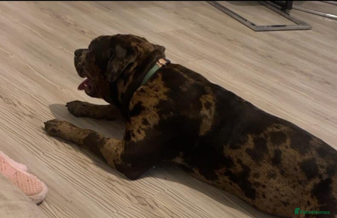 American Bulldog dogs for sale: 1 year old this mth(born Sept 24)American Bulldog - Image 3