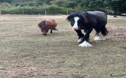 Miniature horses for sale: Little magic British miniature horse 68cm  - Image 2