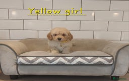 Poochon dogs for sale: Poochon puppies 🥰 - Image 8