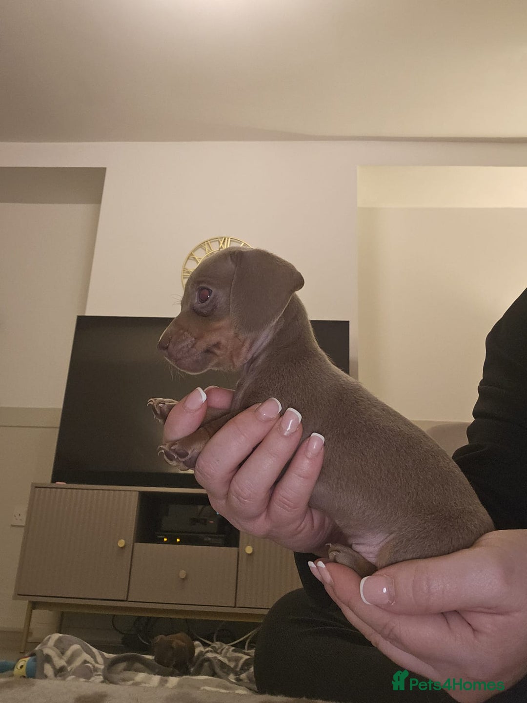 Miniature Dachshund dogs for sale: Stunning miniature dachshund puppies - Advert 22