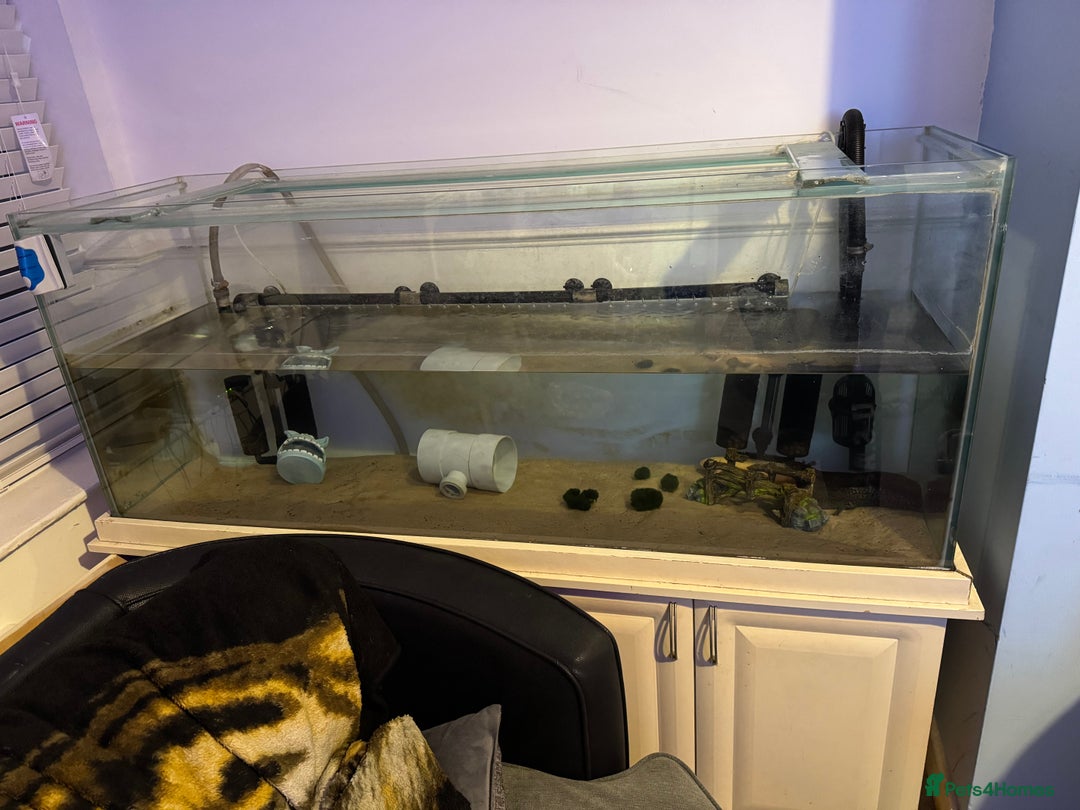 Axolotl reptiles for sale: 3 Axolotl full set up - Image 1