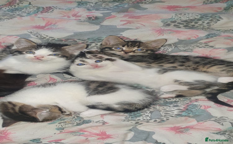 British Longhair cats - Advert 9