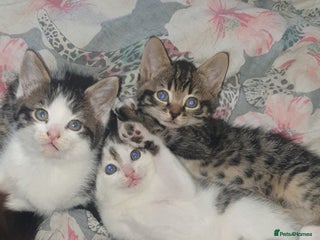 British Longhair cats - Advert 10