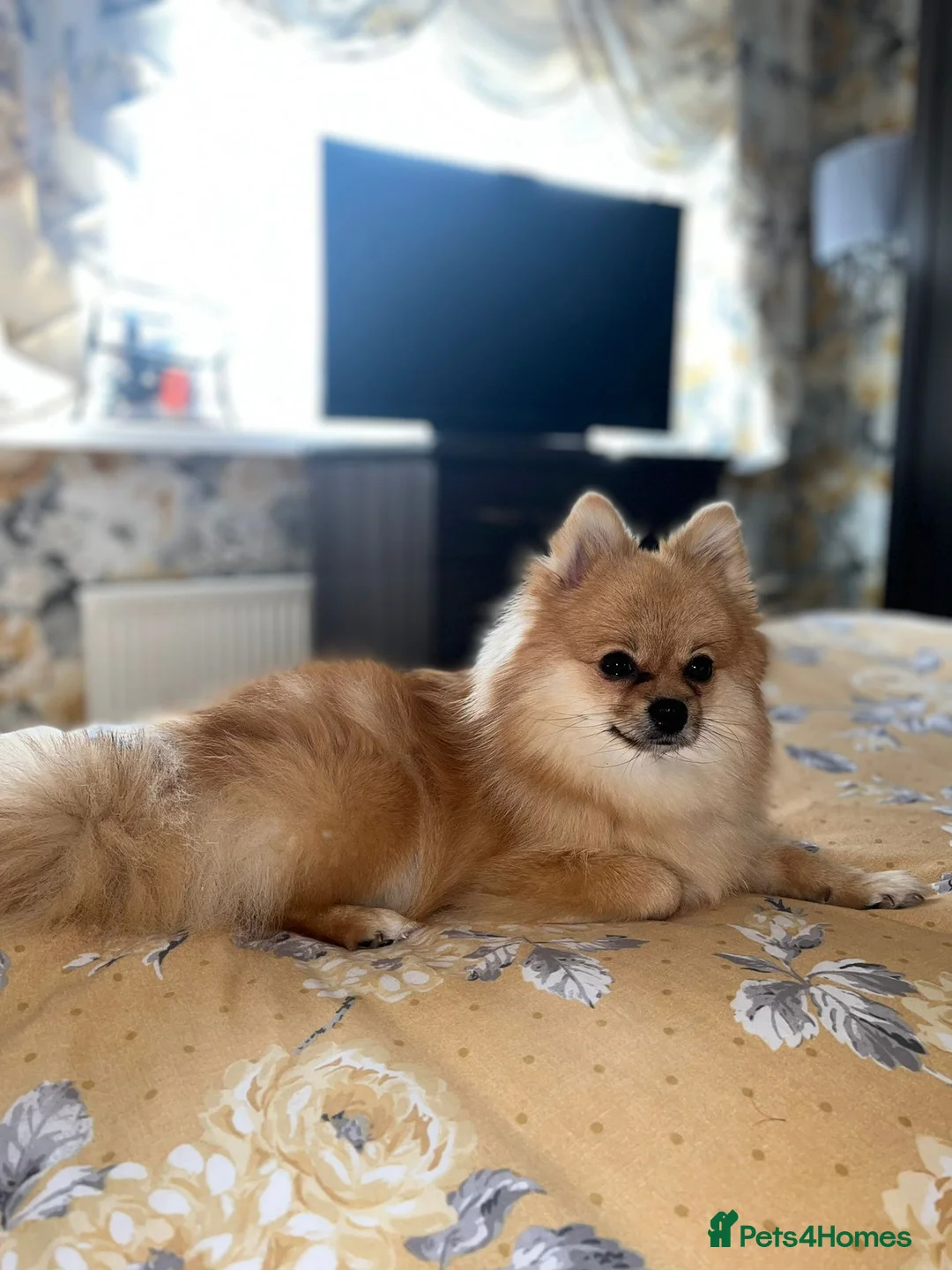 Pomeranian dogs for sale: KC Registered Pomeranian Puppies in Glasgow - Advert 2
