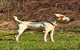 Jack Russell dogs for sale: Jack Russell puppies *SHORT LEGGED* - Advert 16