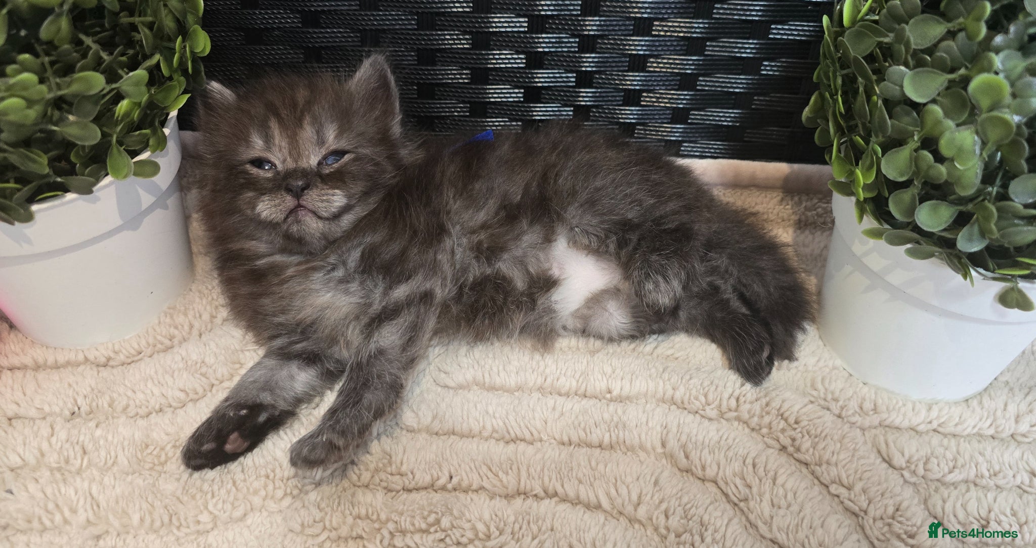 Maine Coon cats Stunning ragdoll/mainecoon babies £450 - Advert 16