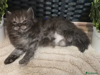 Maine Coon cats Stunning ragdoll/mainecoon babies £450 - Advert 16