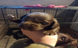 Cocker Spaniel dogs for sale: Working Cocker Spaniels  - Image 10