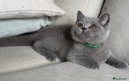 British Shorthair cats for sale: Beautiful boy  - Image 4