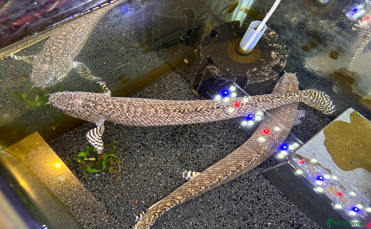 Other/Mixed Breed fish - Advert 10