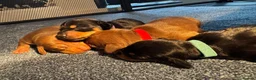 Dachshund dogs for sale: Miniature Dachshunds  in Bridgwater - Advert 18