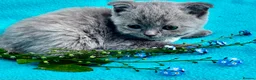 Scottish Fold cats for sale: 5 Scottish Fold Kittens for sale - Advert 12