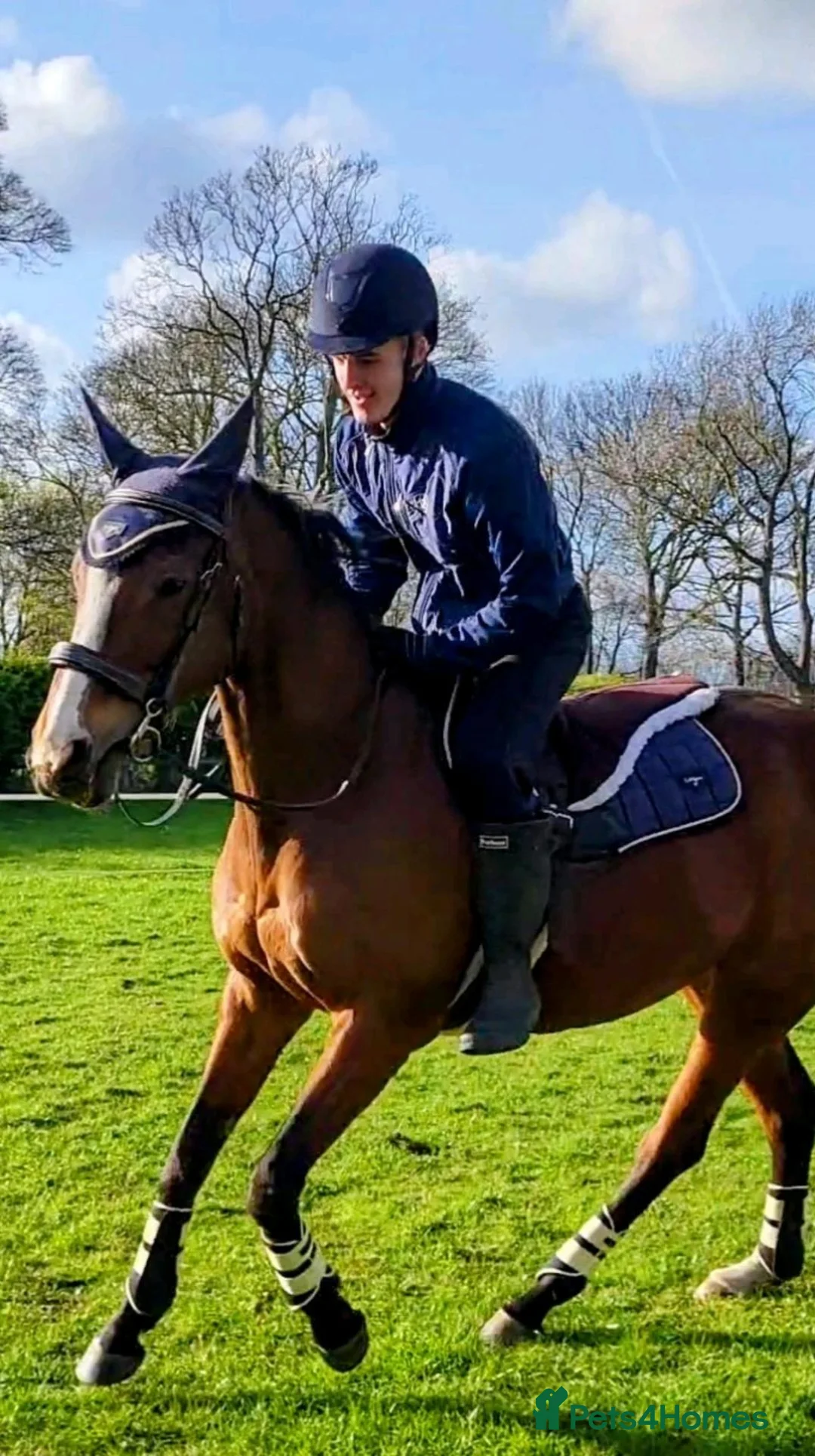 English Thoroughbred horses for sale: 15.1 bay mare tb  - Advert 7