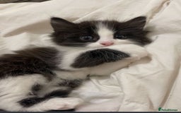 American Shorthair cats for sale: Kittens looking for homes  - Image 1