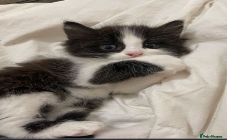 American Shorthair cats - Advert 9