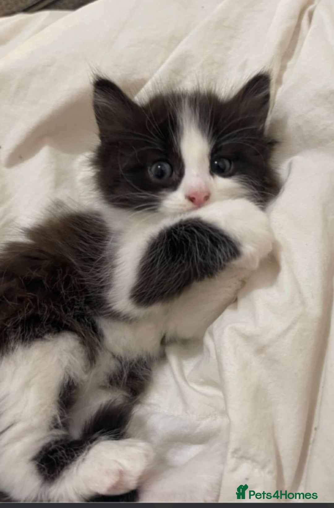 American Shorthair cats for sale: Kittens looking for homes  - Image 1