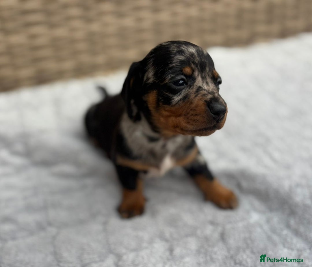 Dachshund dogs for sale: 3 Gorgeous Girl Dachshund Puppies  - Image 7