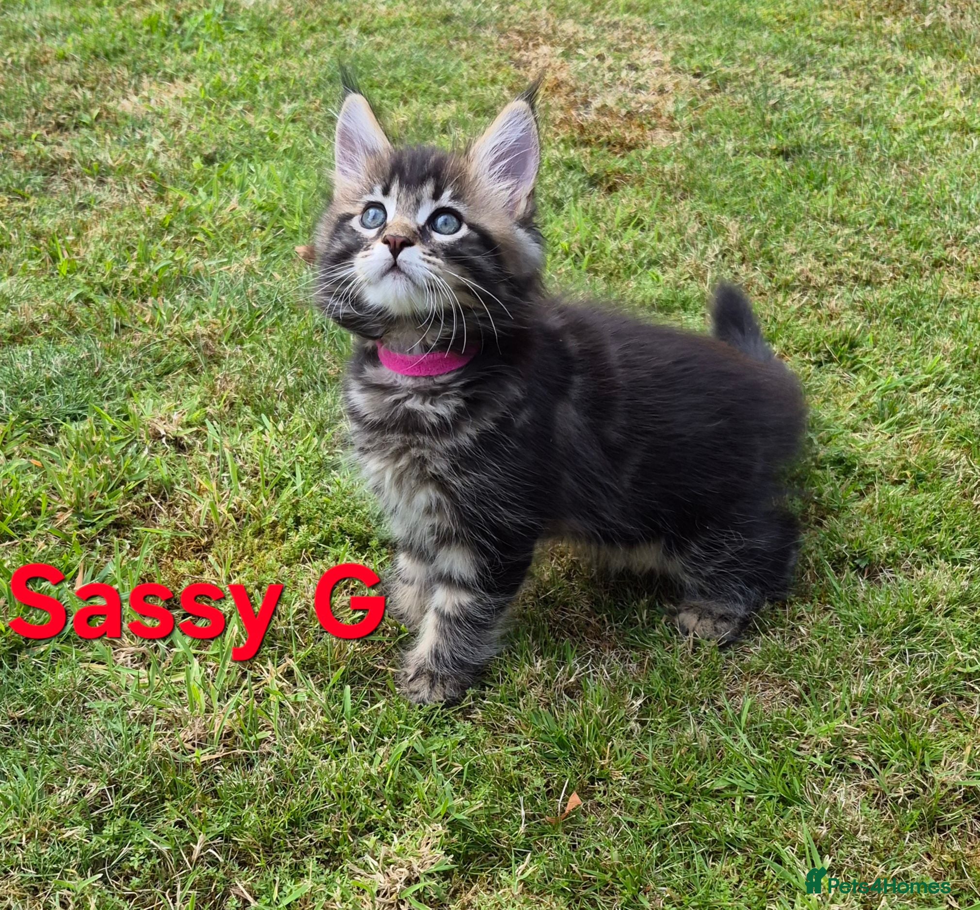 Maine Coon cats Beautiful maine coon kittens  - Advert 2