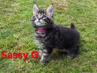Maine Coon cats Beautiful maine coon kittens - Advert 2