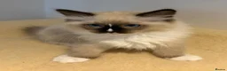 Ragdoll cats for sale: Stunning GCCF Ragdoll Kittens - Advert 9