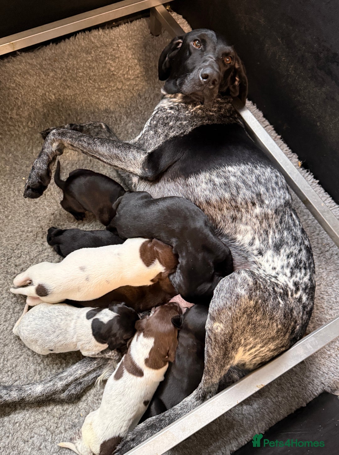 German Shorthaired Pointer dogs for sale: KC GSP Pups Health Tested Parents - Advert 15