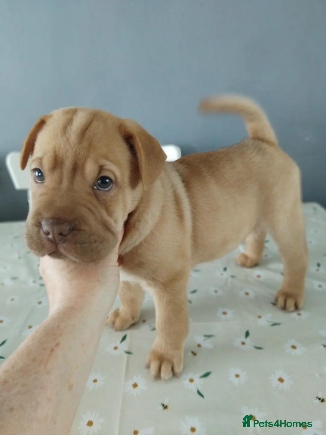 Mixed Breed dogs for sale: French bulldog sharpei x pups - Advert 8
