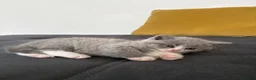 Scottish Fold cats for sale: 6 Scottish fold kittens  - Advert 3