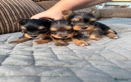 Yorkshire Terrier dogs for sale:  Merle Yorkshire terrier puppies  - Image 7