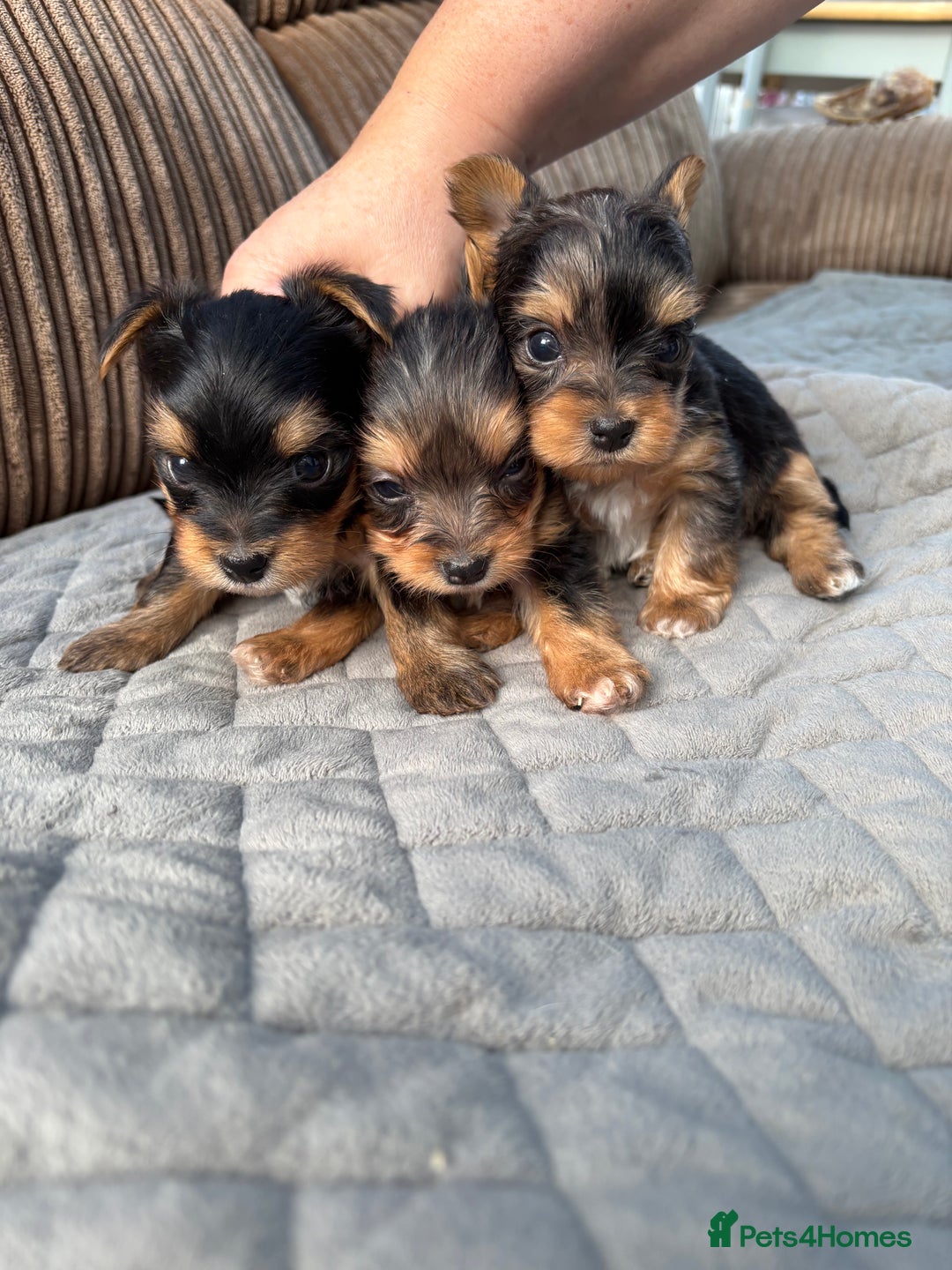 Yorkshire Terrier dogs for sale:  Merle Yorkshire terrier puppies  - Image 7