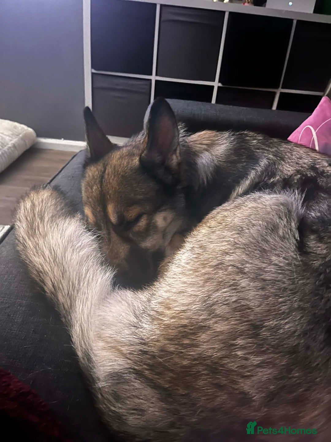 German Shepherd dogs for sale: 2 yr old German Shepherd female  - Advert 2