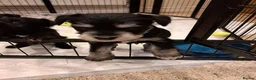 Miniature Schnauzer dogs for sale: BVA and MAC clear Beautiful Miniature schnauzers - Advert 3