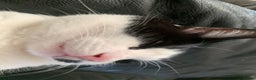 Mixed Breed cats for sale: Tuxedo male - Advert 7