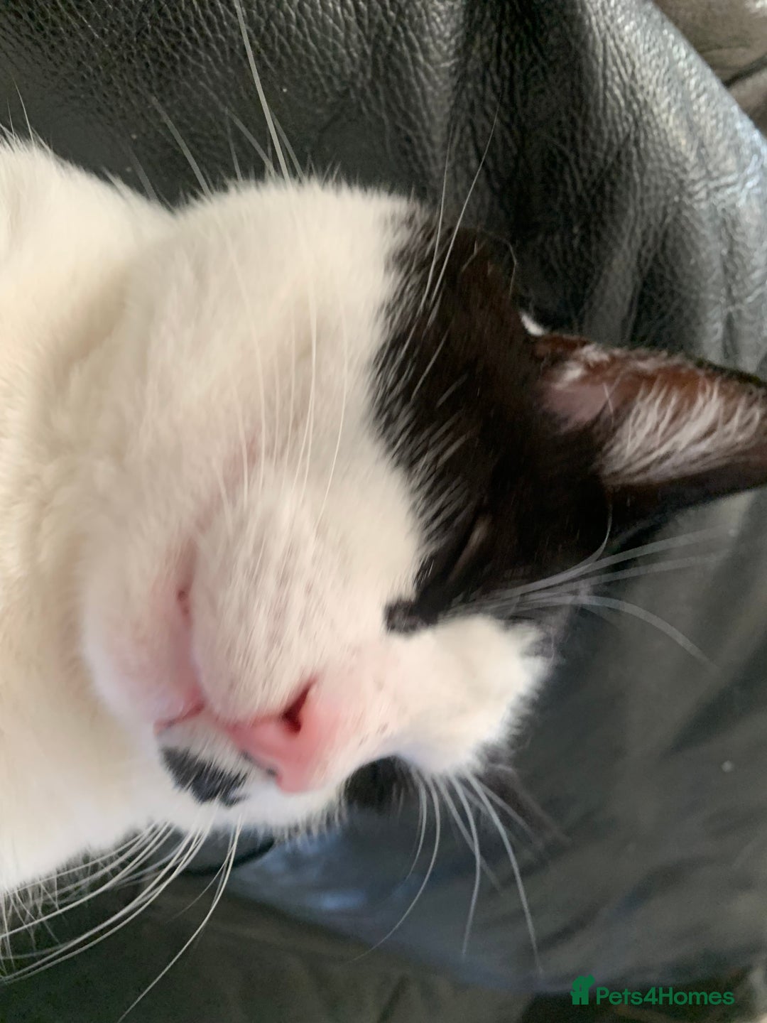 Mixed Breed cats for sale: Tuxedo male - Image 7
