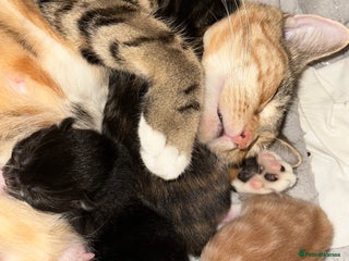 Mixed Breed cats Kittens - Advert 1