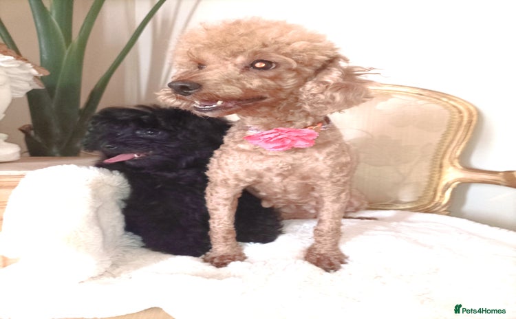 Pomapoo dogs - Advert 8