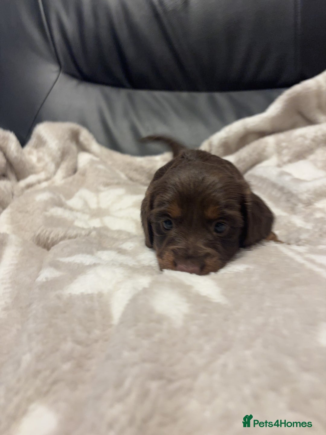 Miniature Dachshund dogs for sale: Miniature Dachshund Puppies Chocolate and Tan KC - Advert 14
