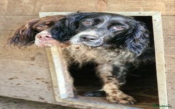 English Setter dogs for adoption: Kindra - Image 4
