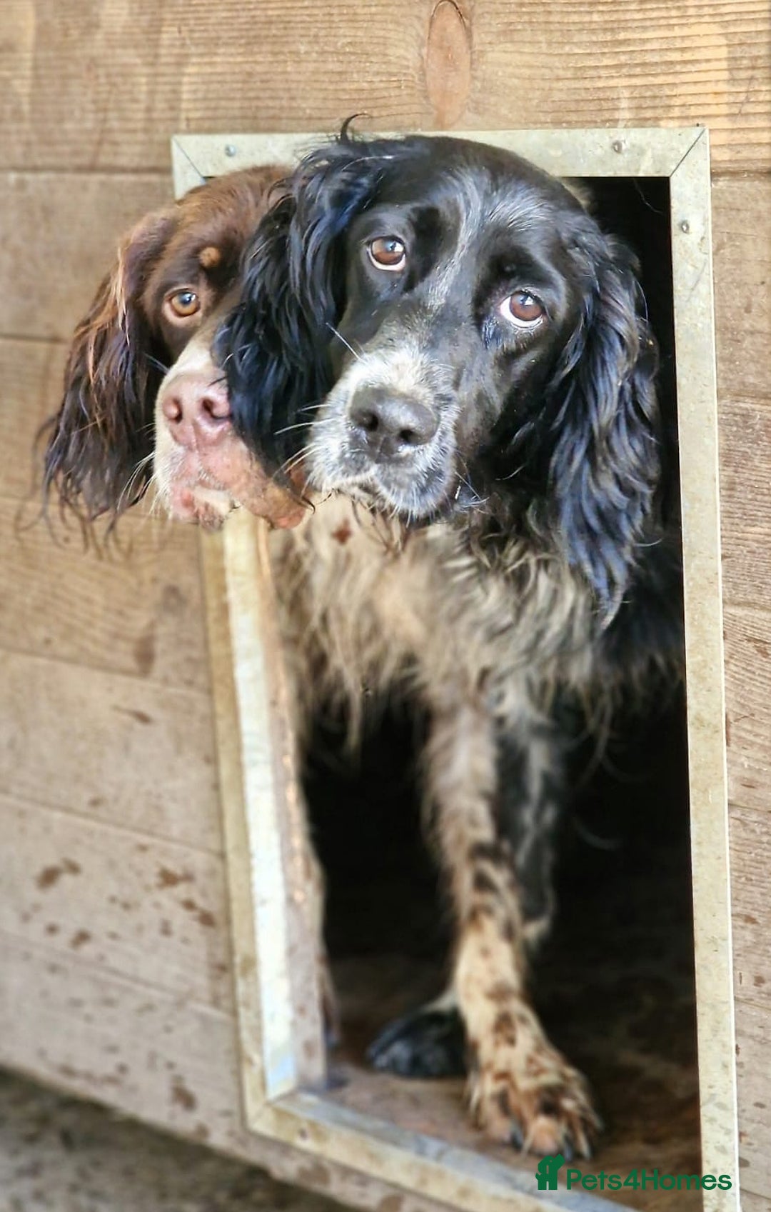 English Setter dogs for adoption: Kindra - Image 4