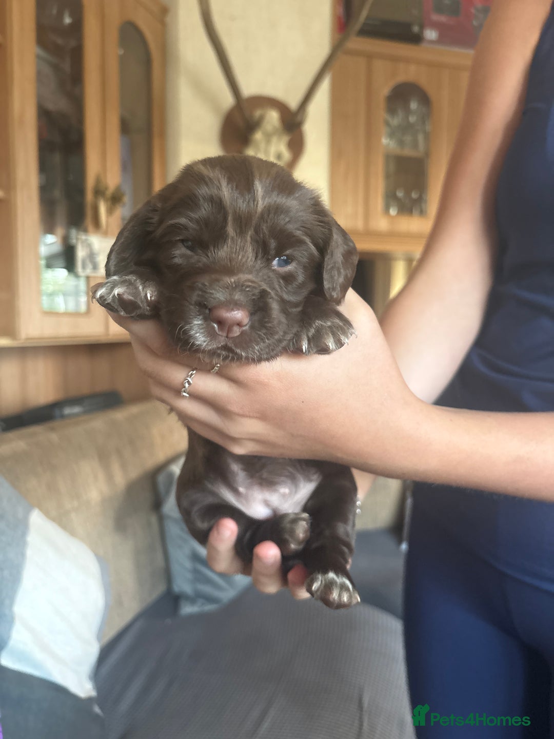 Sprocker dogs for sale: Sprocker puppies - Image 10