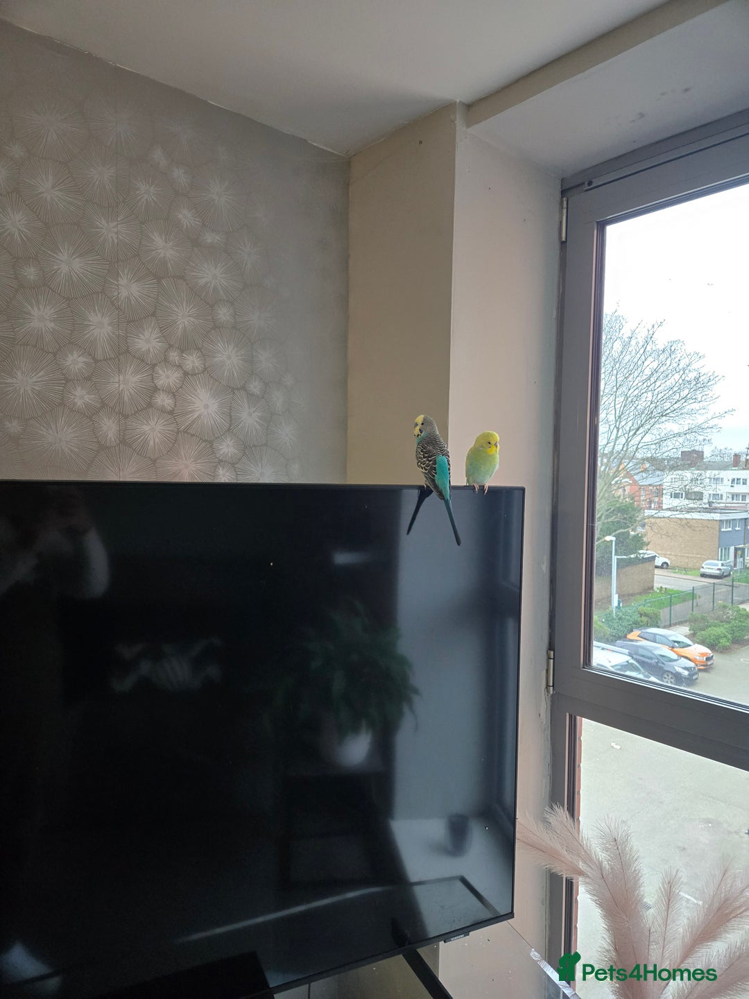 Budgerigars birds for sale: 2 budgies male  - Advert 3