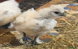 Chickens poultry for sale: GORGEOUS HAND REARED MIXED SEX SILKIE CHICKS 🐥 - Image 5
