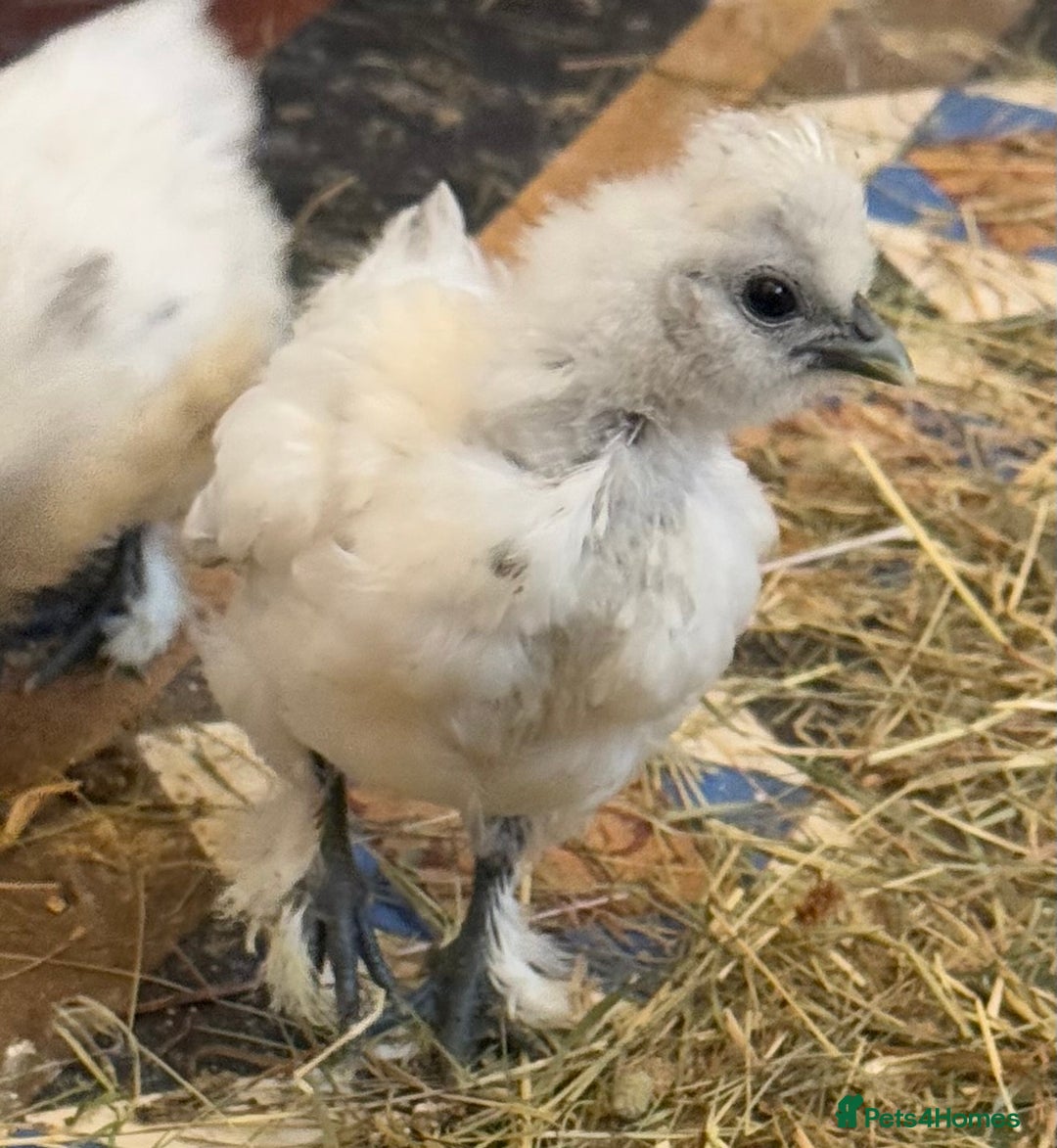 Chickens poultry for sale: GORGEOUS HAND REARED MIXED SEX SILKIE CHICKS 🐥 - Image 5