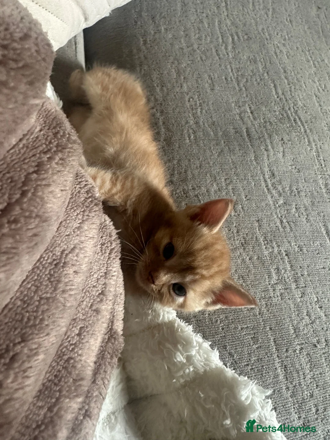 Mixed Breed cats for sale: Gorgeous Gingers  in Ashford - Advert 2