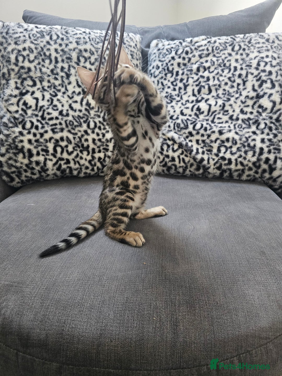Bengal cats for sale: Outstanding kittens from Show parents. - Advert 10