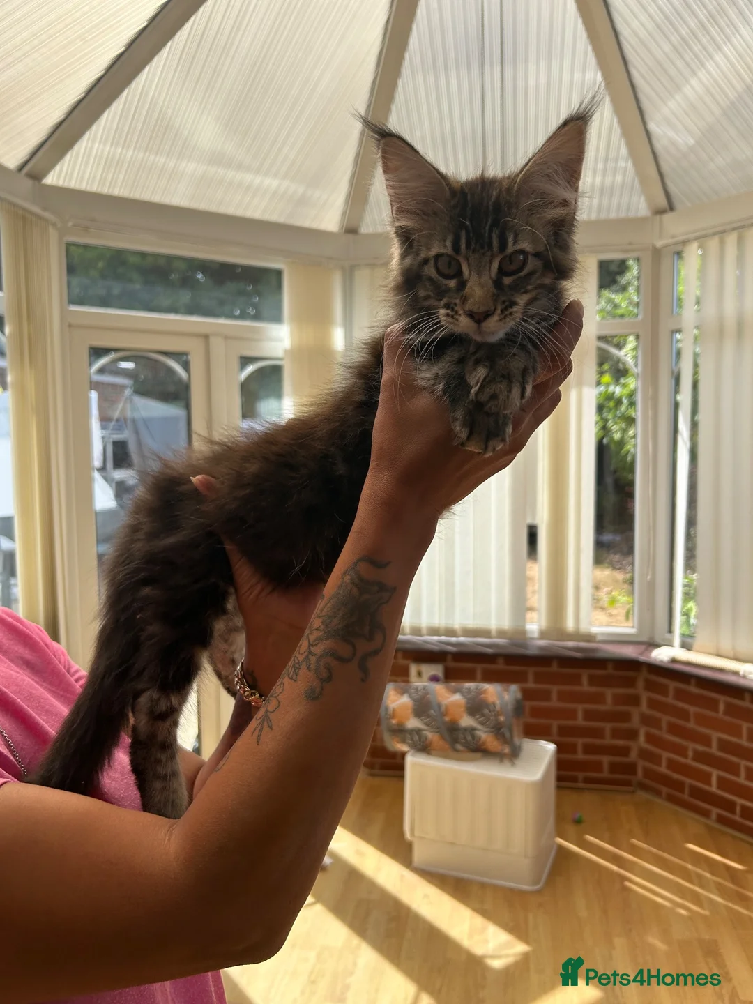Maine Coon cats for sale: Female Maine coon in Bilston - Advert 2