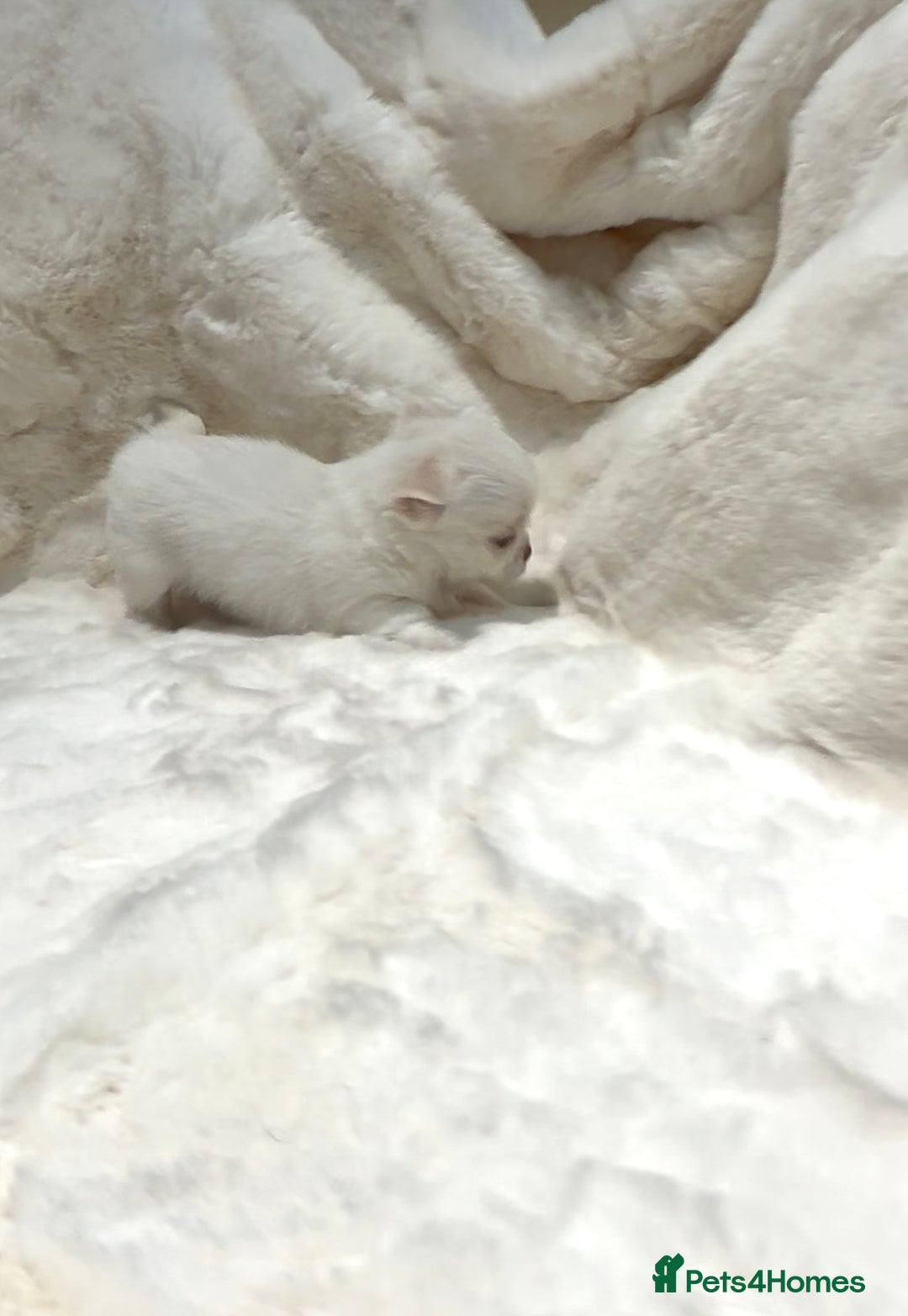 Chihuahua dogs for sale: QUALITY LONG COAT KC CHIHUAHUA PUPPIES  - Advert 35